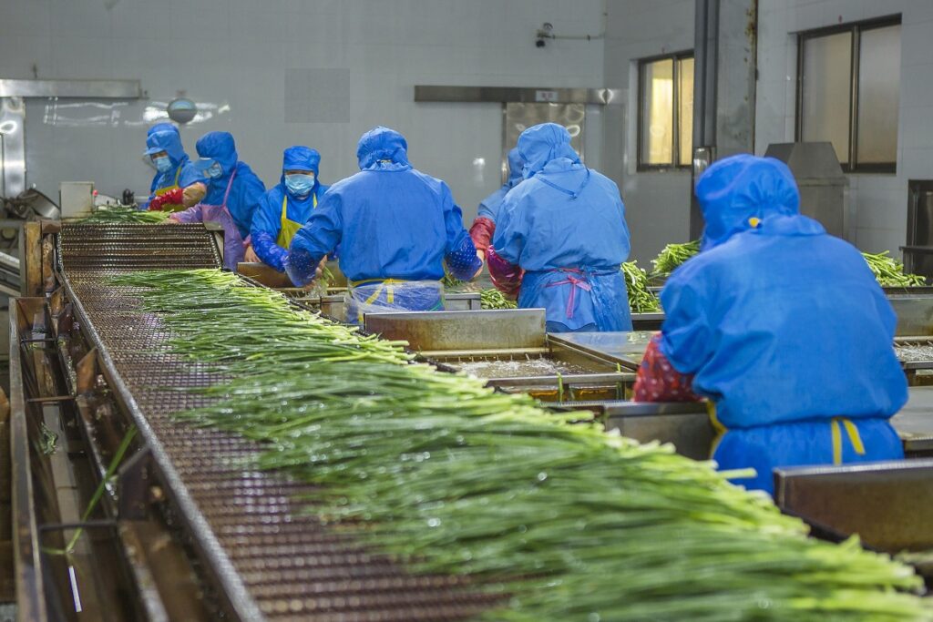 Dried spring onion produciton in May